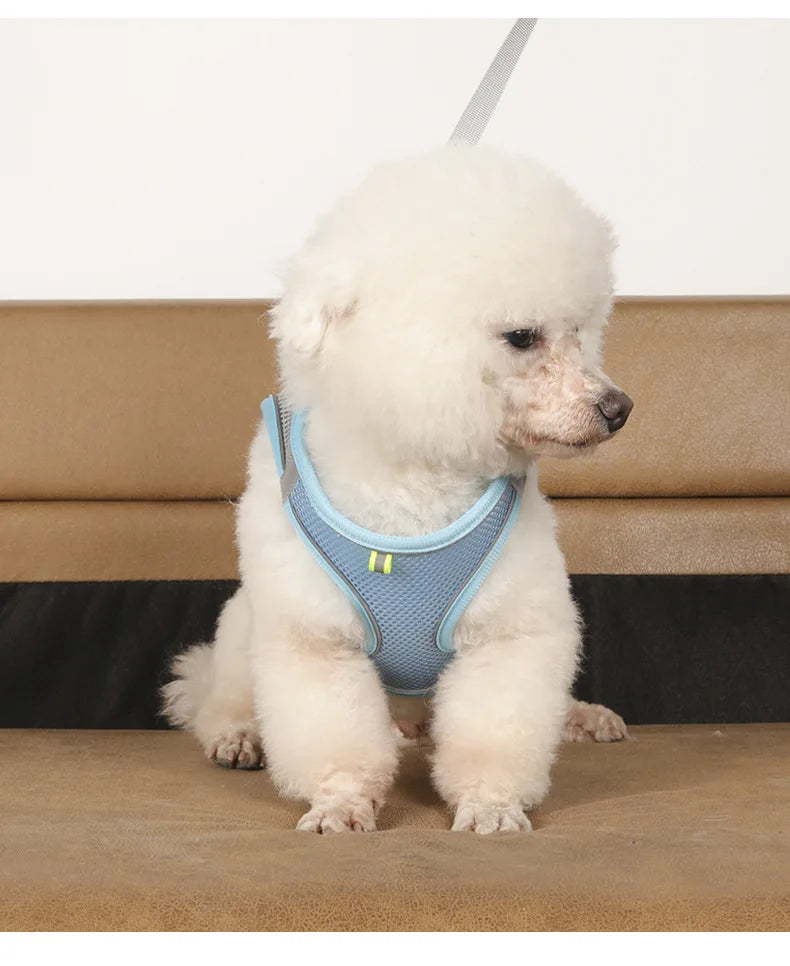Mini - Small Dog and Cat Harness Leash Set