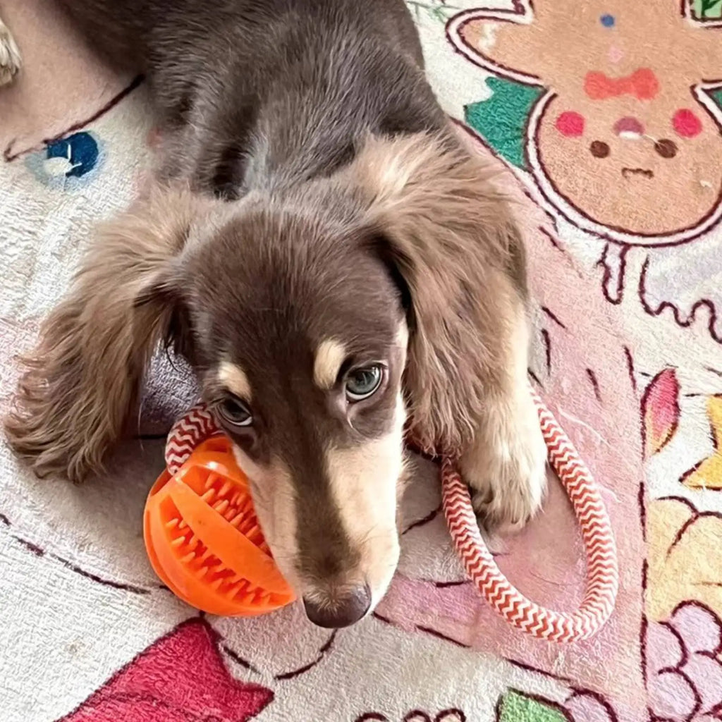 Treat-Dispensing Dog Toy Ball