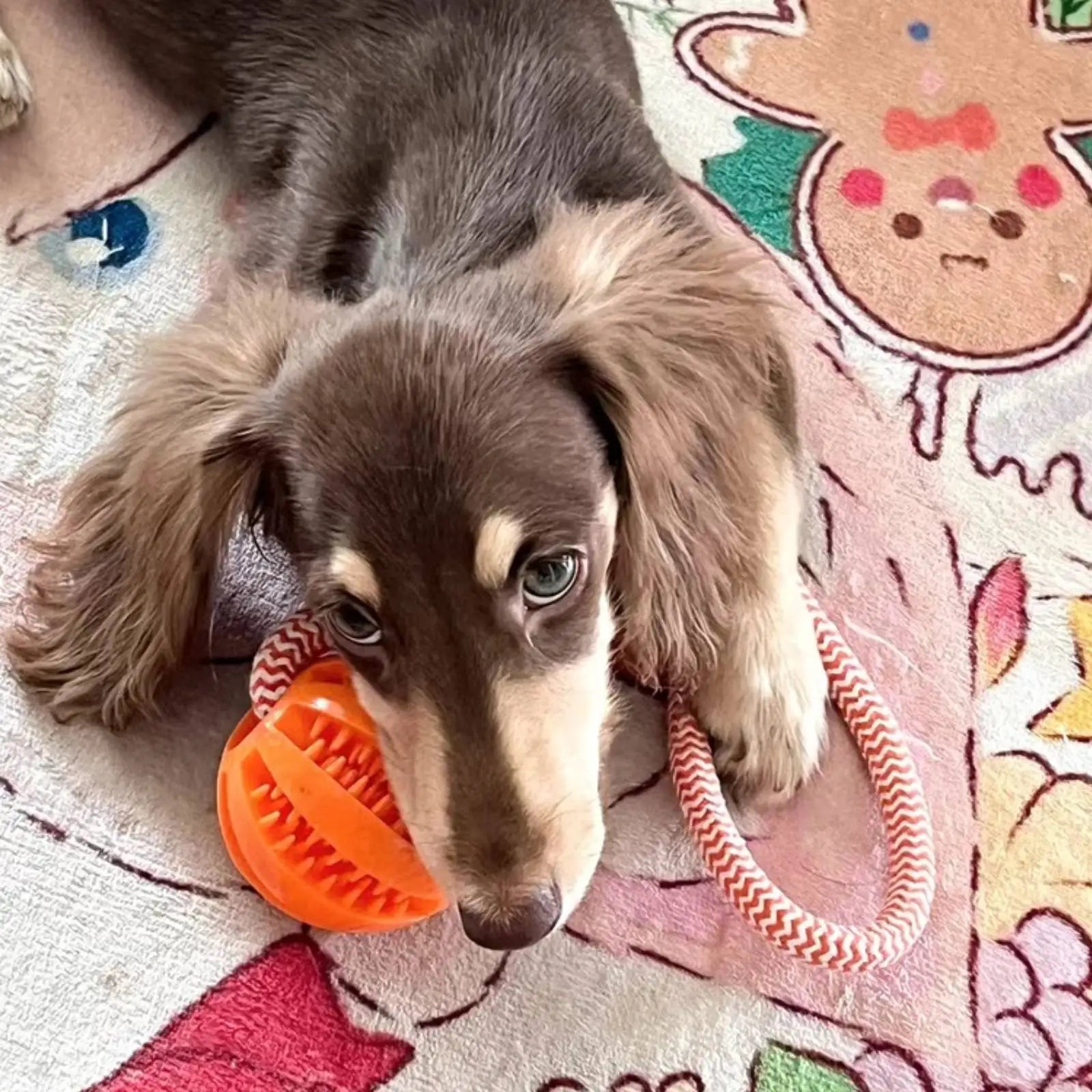 Treat-Dispensing Dog Toy Ball