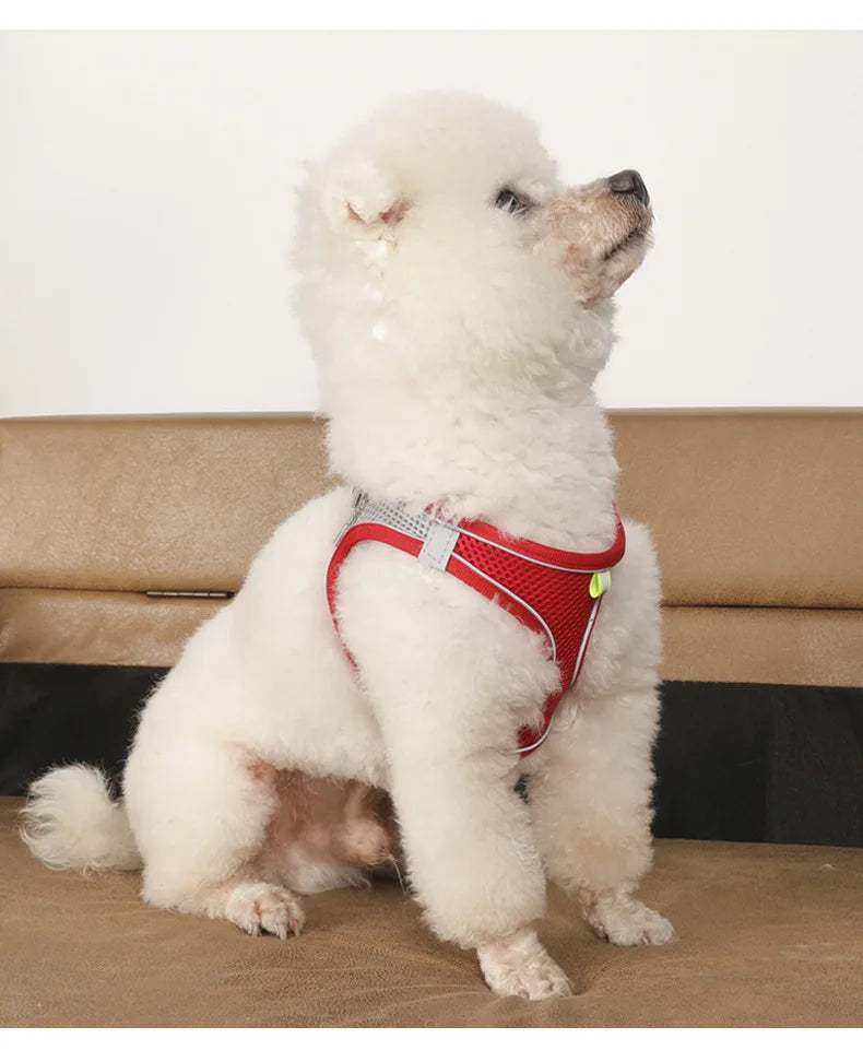 Mini - Small Dog and Cat Harness Leash Set