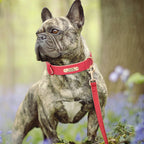 Padded PU Leather Dog Leash