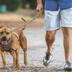 Reflective Bungee Dog Leash