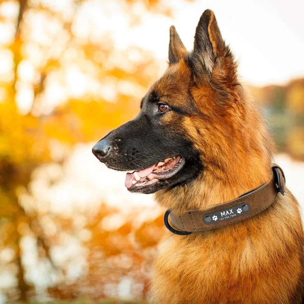 Scout - Personalised Leather Name Tag Dog Collar
