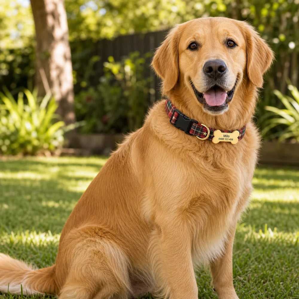 Milo wearing the Dash personalised engraved buckle dog collar