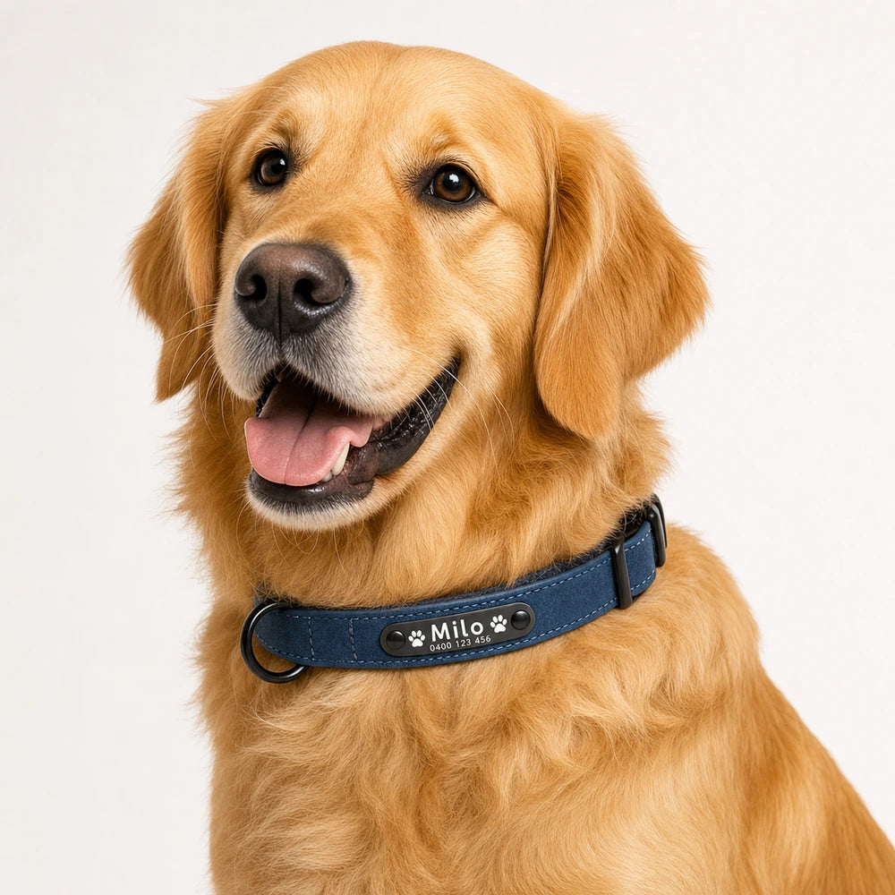 Milo the golden retriever wearing a blue personalised leather name tag dog collar with phone number