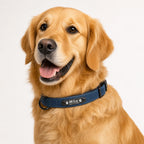 Milo the golden retriever wearing a blue personalised leather name tag dog collar with phone number