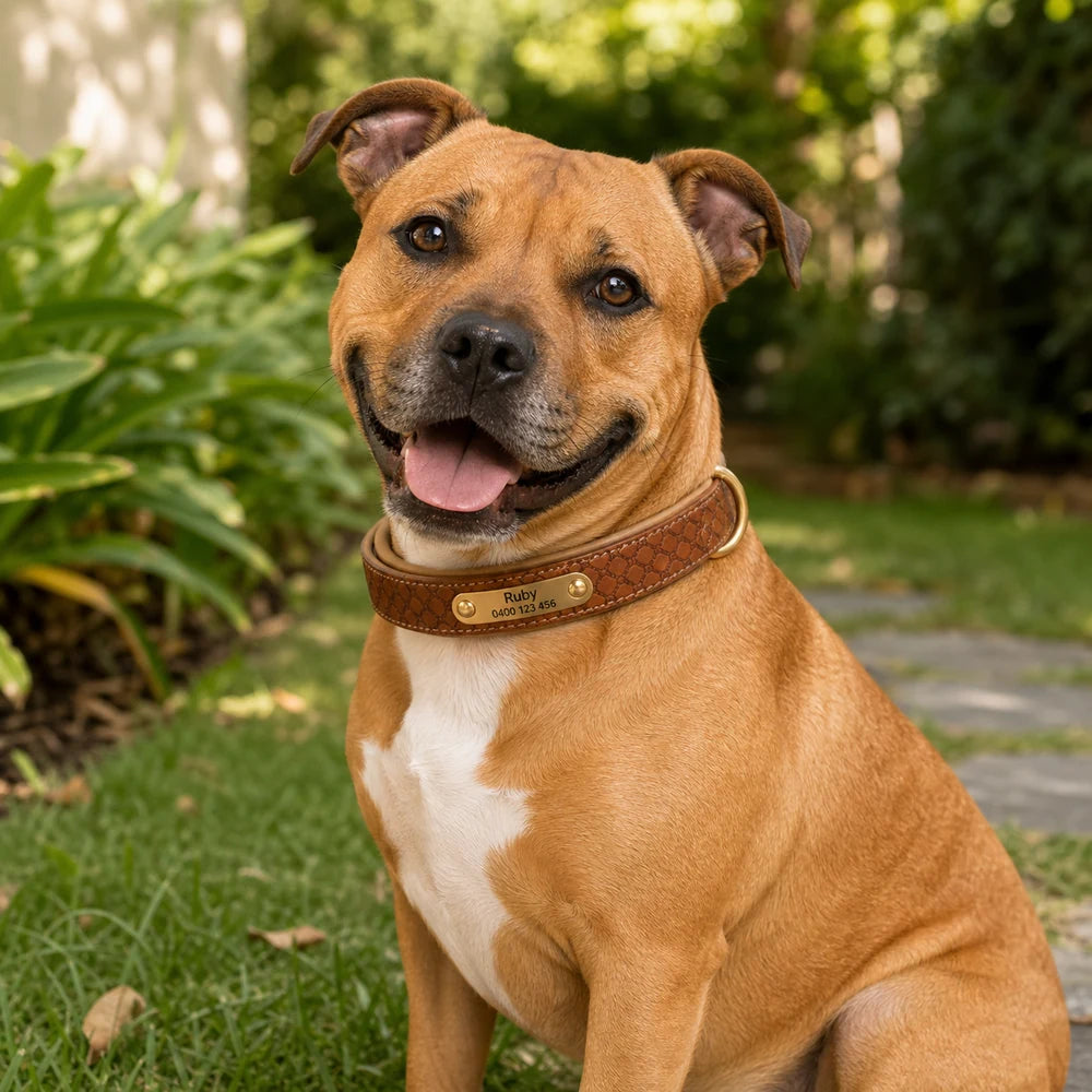 Ruby wearing the Ranger personalised padded leather ID dog collar