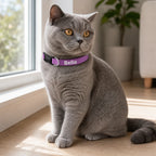 Bella wearing the Stride personalised nylon ID dog collar