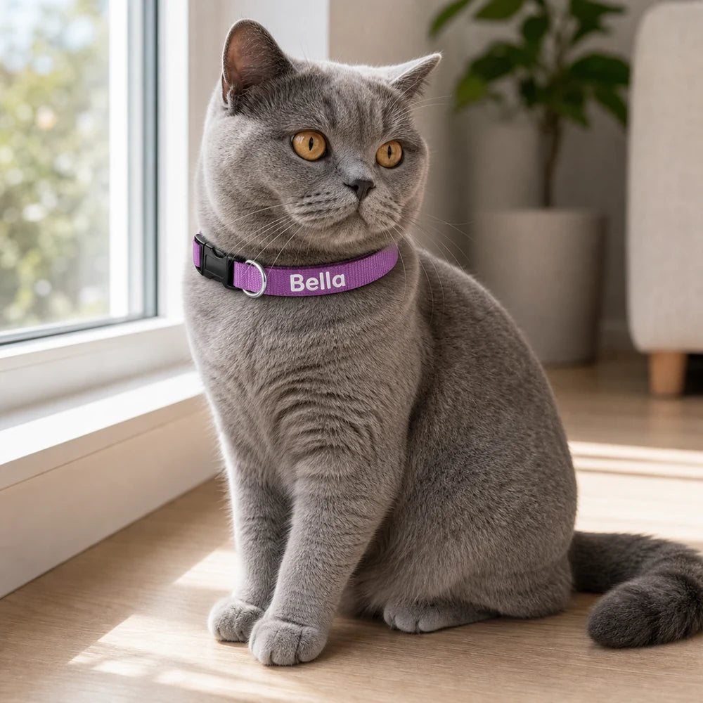 Bella wearing the Stride personalised nylon ID dog collar