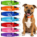 Stride personalised nylon ID dog collar colour lineup with custom names