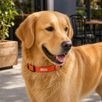 Milo wearing the Stride personalised nylon ID dog collar